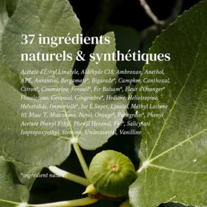 Beli Parfum Asli Online